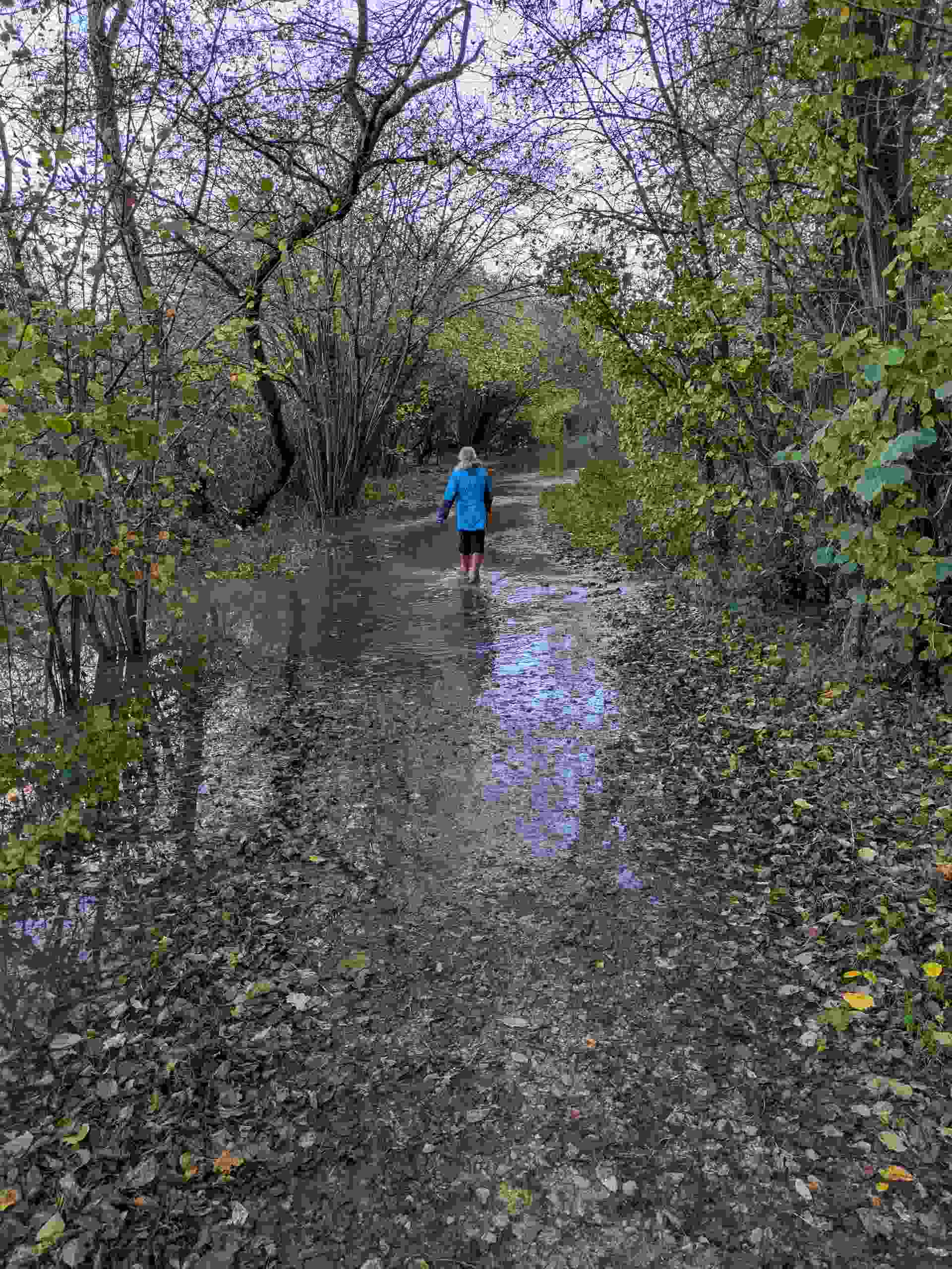 Near the Mortimers' Meadow Bridge a walker wades along the path for a while.